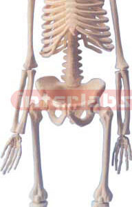 Mini Skeleton