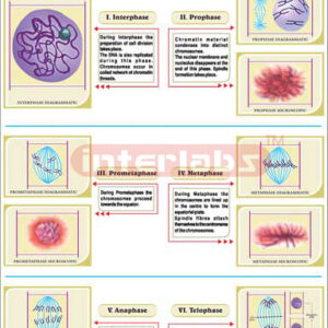 Plant Cell Mitosis