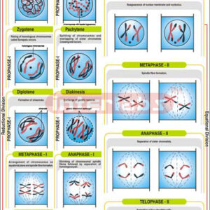 Plant Cell Meiosis