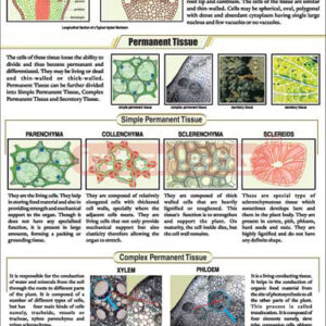 Plant Tissues