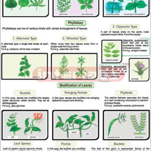 Types Of Leaves