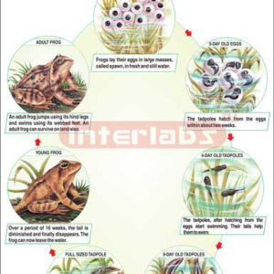 Life History Of Frog