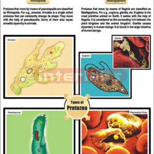 Protozoa