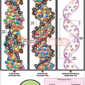 DNA