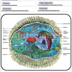 Animal Cell