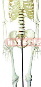 Human Skeleton
