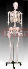 Life-size Skeleton 170cm Tall
