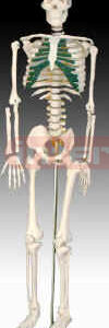 85CM skeleton with spinal nerves