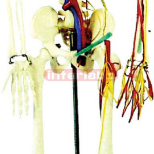 Human Skeleton