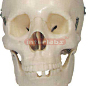 Life Size Skull
