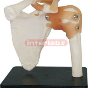 Shoulder Joint