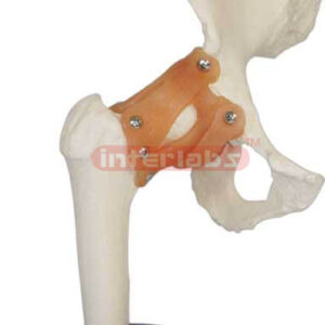 Hip Joint