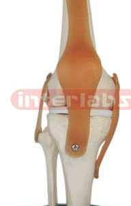 Knee Joint