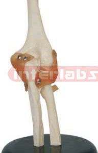 Elbow Joint