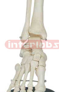 Foot Joint