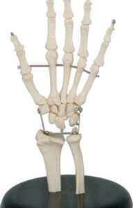 Hand Joint