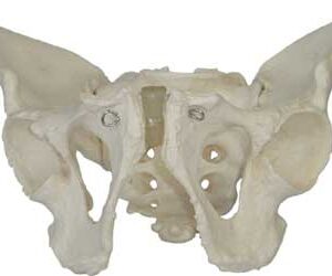 Adult Male Pelvis